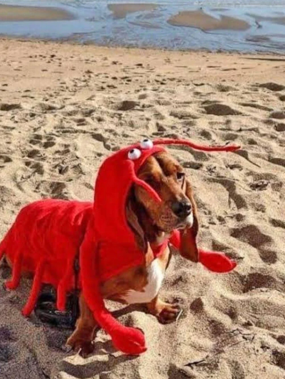 Casual Canine Lobster Paws Dog Costume Small Excellent Condition